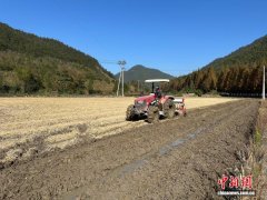 （乡村行·看振兴）浙江庆元轮作激活“冬闲田” 助农增收再添新阵地